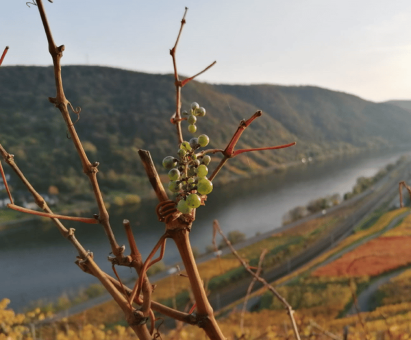 Koblenz: The Living Vineyard, Nature & Wine Enjoyment - Customer Reviews and Feedback