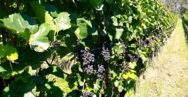 Koblenz: The Living Vineyard, Nature & Wine Enjoyment - Planning Your Visit