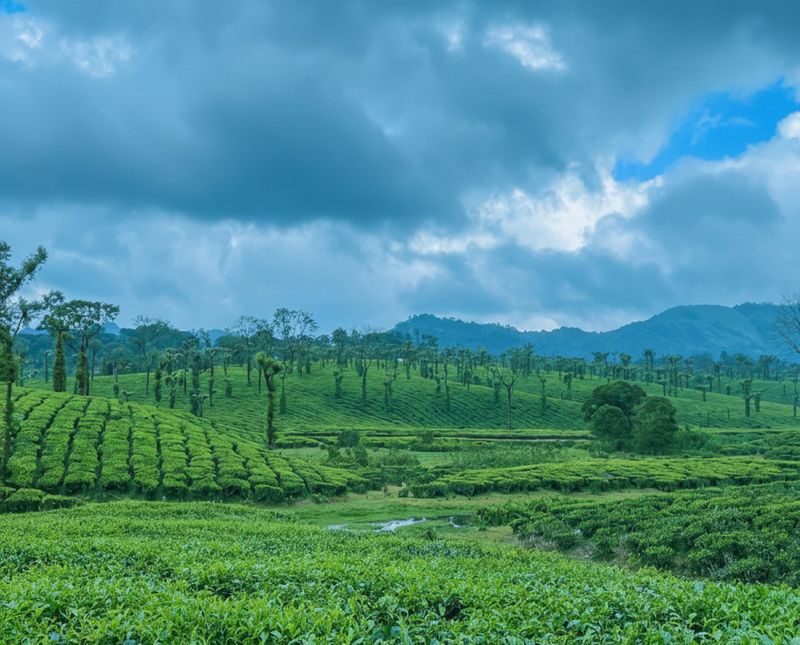 Kochi: Private Kerala Scenic Beauty Day Tour with Lunch - Who should choose this outing