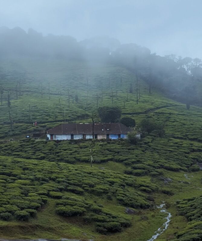 Kochi: Private Kerala Scenic Beauty Day Tour with Lunch - Should you book the Nelliyampathy day trip?