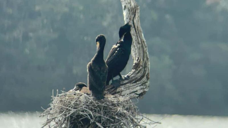 Kochi:- Same Day Periyar Wildlife Tour with Elephant Bath - FAQ