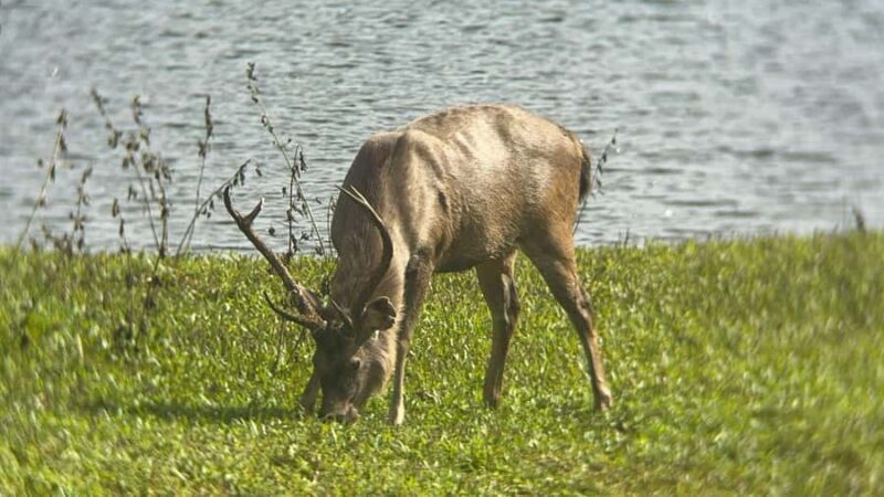 Kochi:- Same Day Periyar Wildlife Tour with Elephant Bath - The Itinerary Breakdown: What to Expect