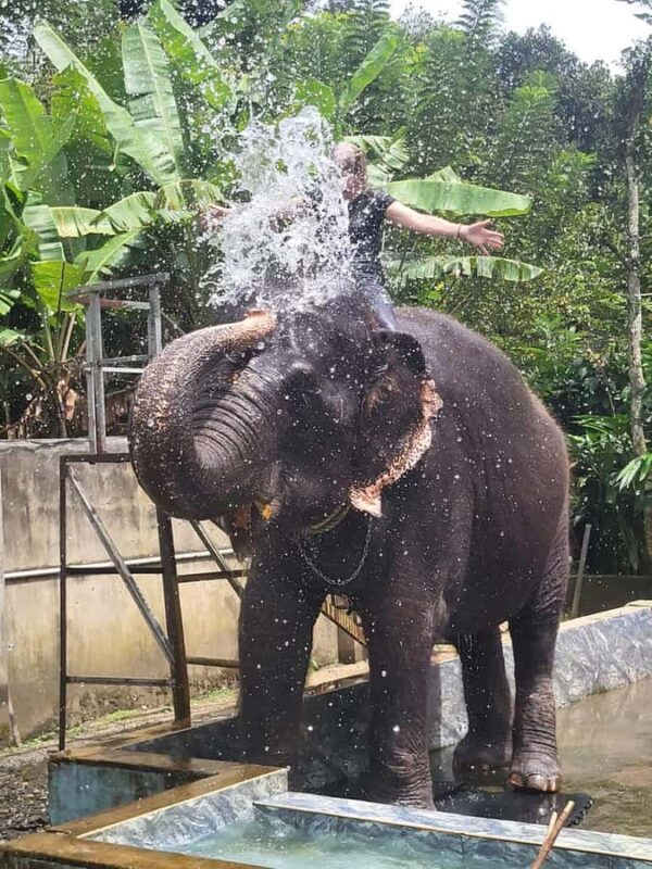 Kochi:- Same Day Periyar Wildlife Tour with Elephant Bath - Final Thoughts: Is It Worth It?