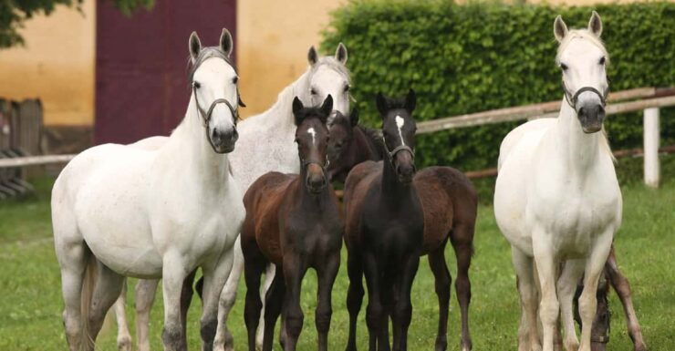 Köflach: Lipizzaner Stud Farm Visit - Good To Know