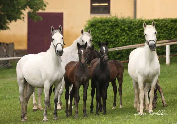 Köflach: Lipizzaner Stud Farm Visit - Experience Overview