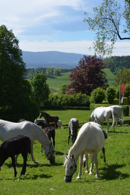 Köflach: Lipizzaner Stud Farm Visit - Highlights of the Visit