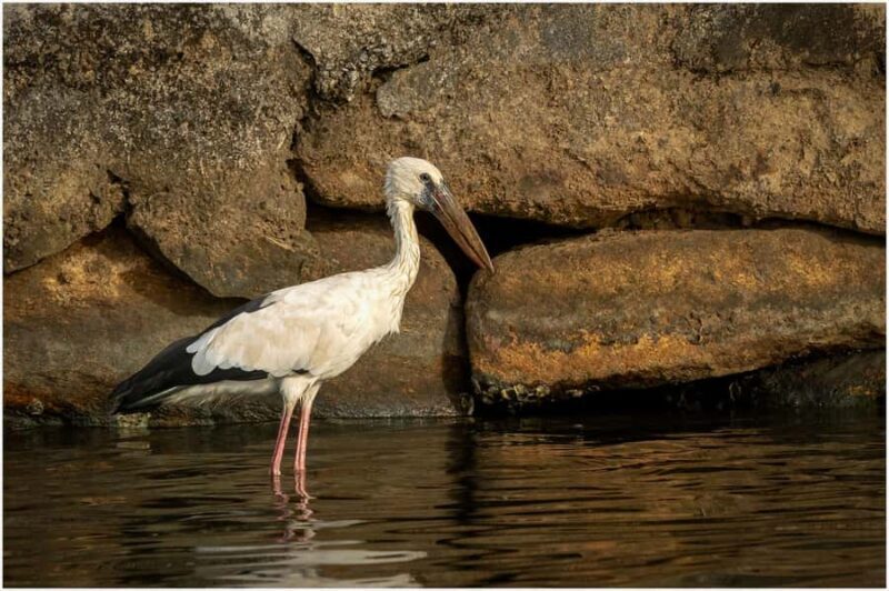 Koggala Lake Boat Safari with Malish - Practical Details & Tips for Travelers