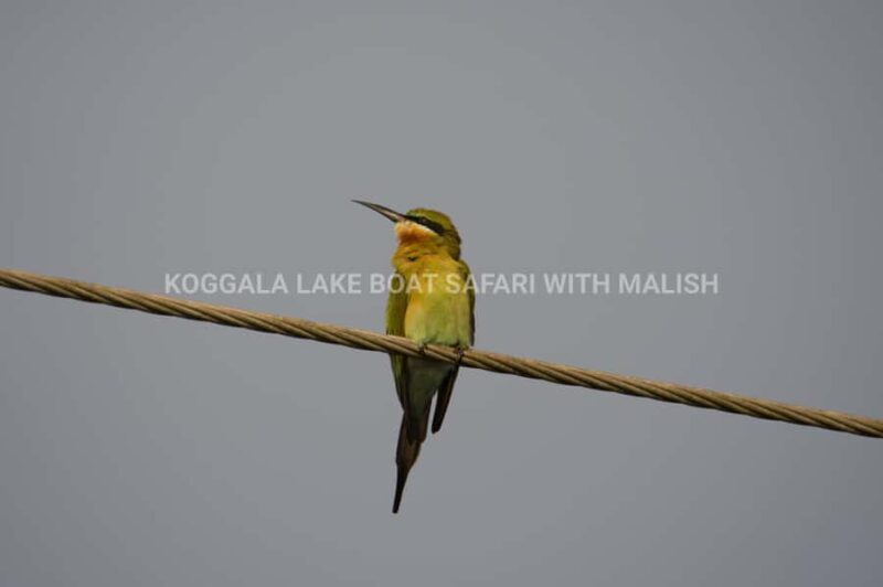 Koggala Lake Boat Safari with Malish - The Sum Up: Who Should Book This Tour?