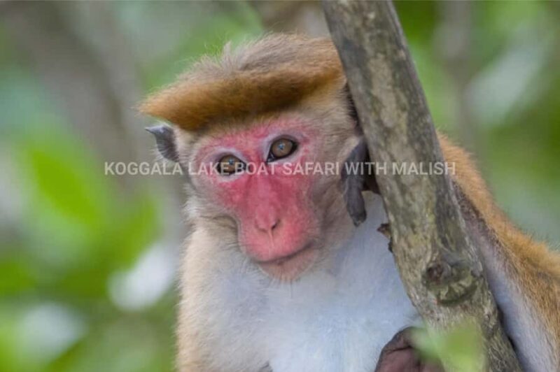 Koggala Lake Boat Safari with Malish - FAQ