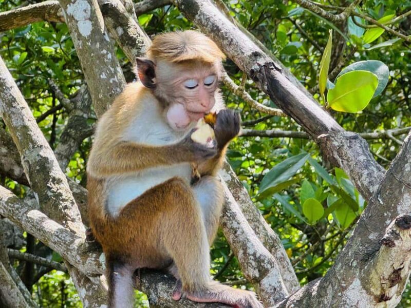 Koggala Lake Private Boat Tour with Dinesh - An In-Depth Look at the Koggala Lake Private Boat Tour
