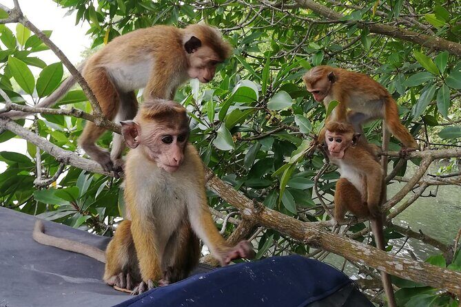Koggala Lake Safari: Monkeys, Wildlife & Cinnamon Island Visit - Practical Details: What You Need to Know