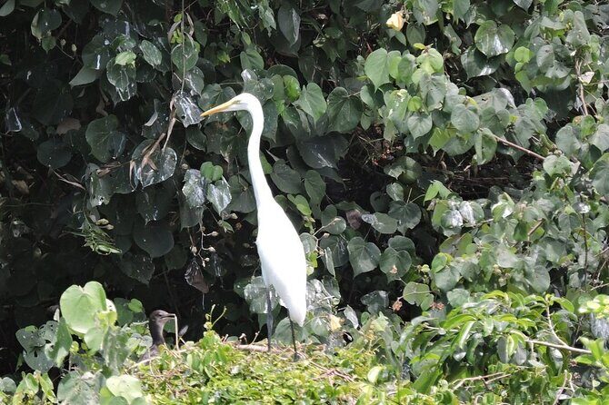 Koggala Lake Safari: Monkeys, Wildlife & Cinnamon Island Visit - FAQ