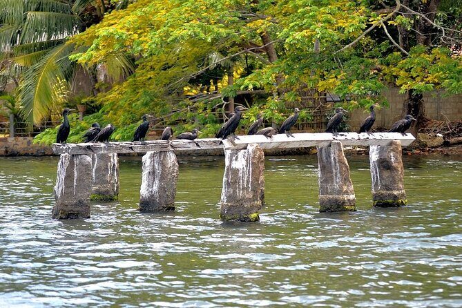 Koggala Lake Safari: Monkeys, Wildlife & Cinnamon Island Visit - Who Will Love This Tour?