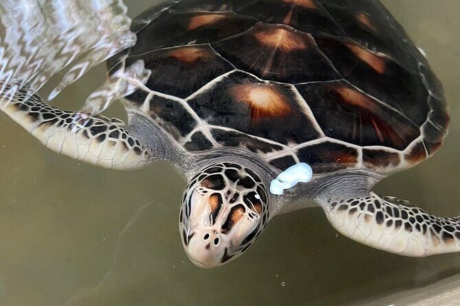 Koggala Secrets - What Are the Main Benefits?