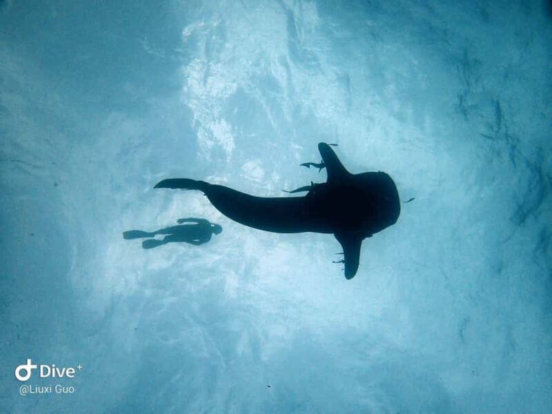 Koh Chang: 1-Day Dive Trip to Top Underwater Sites - Frequently Asked Questions