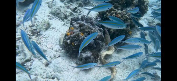 Koh Chang: 3-day PADI Open Water Scuba Diver Course - Booking Information