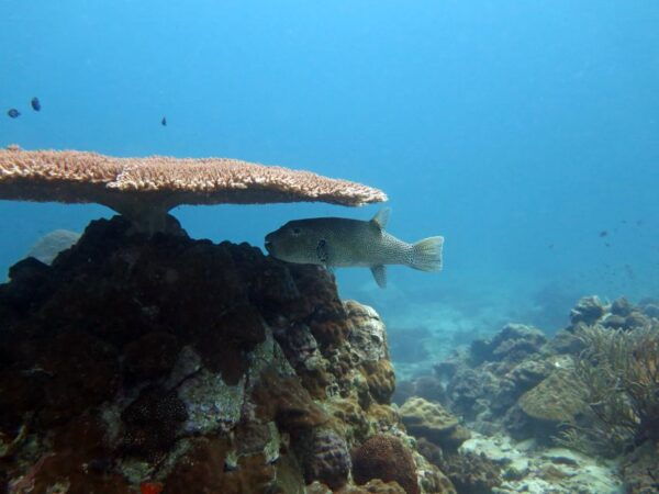 Koh Chang: Full-Day Reefs or Wreck Sites Snorkeling Trip - Spacious Boat and Delicious Food