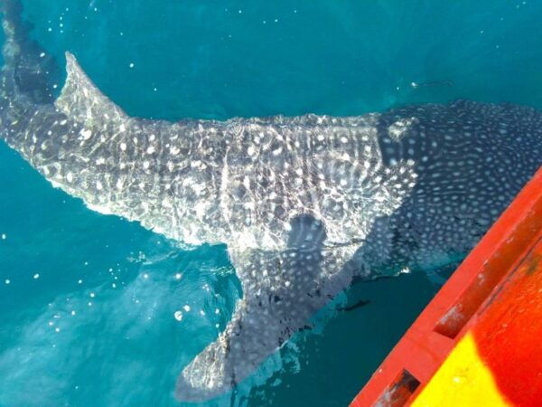 Koh Chang: Full-Day Reefs or Wreck Sites Snorkeling Trip - Common Questions