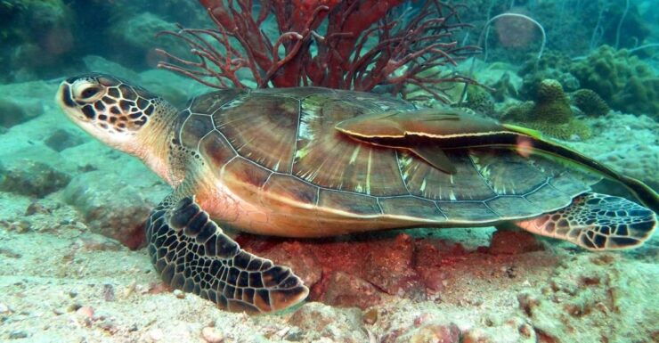 Koh Chang: Half-Day Snorkeling Adventure on a Speedboat - Activity Details