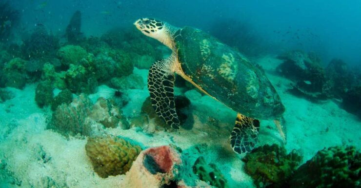 Koh Chang: Private Bubblemaker Diving for 8 and 9 Year Olds - Activity Details