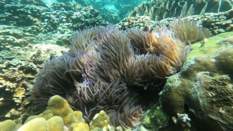 Koh Chang: Private Snorkeling Trip to 3 Islands - An In-Depth Look at the Tour Experience