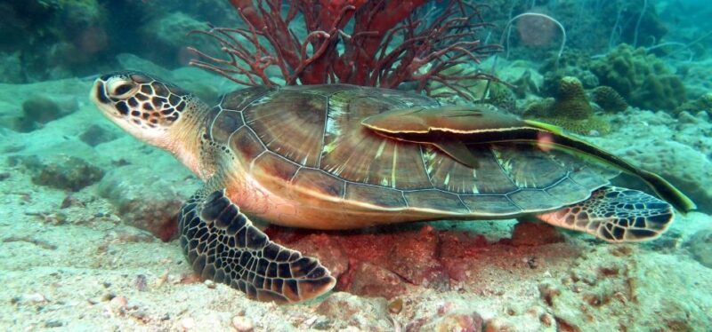 Koh Chang: Snorkeling Trip to Reefs or Wrecks with Lunch - An In-Depth Look at the Koh Chang Snorkeling Tour