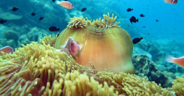 Koh Kood or Koh Rang: Snorkeling Day Trip With Buffet Lunch - Experience Highlights