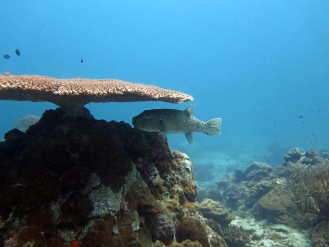 Koh Kood or Koh Rang: Snorkeling Day Trip With Buffet Lunch - Inclusions