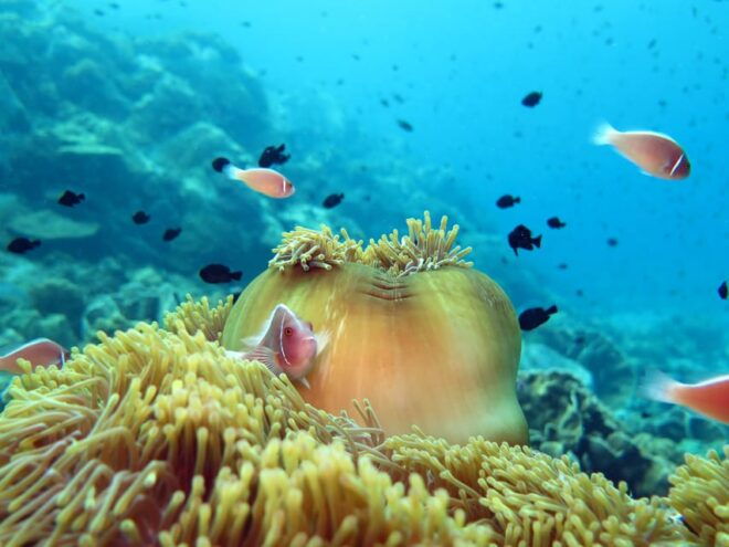 Koh Kood or Koh Rang: Snorkeling Day Trip With Buffet Lunch - Important Information
