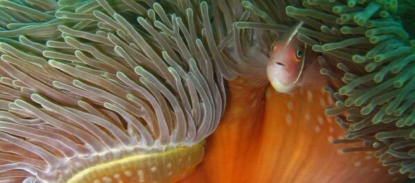 Koh Kood or Koh Rang: Snorkeling Day Trip With Buffet Lunch - Tips for a Successful Trip
