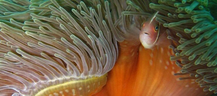 Koh Kood or Koh Rang: Snorkeling Day Trip With Buffet Lunch - Activity Details and Benefits