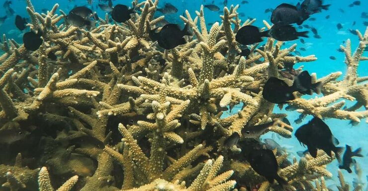 Koh Kood or Koh Rang: Snorkeling Trip With Lunch & Transfer - Key Points
