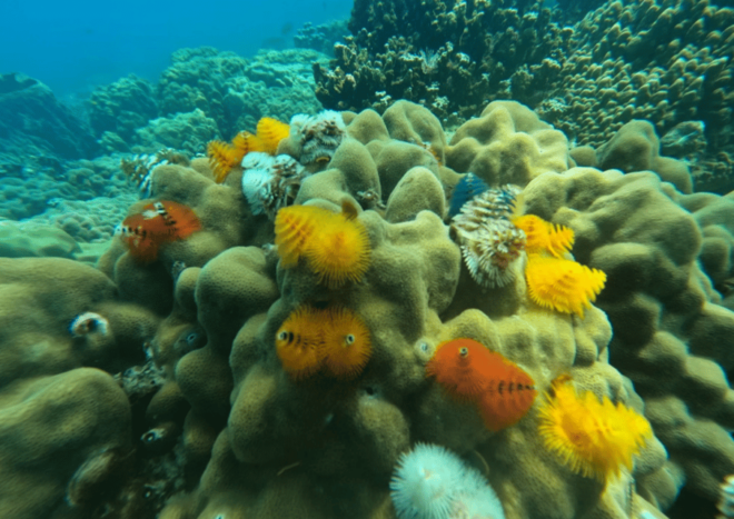 Koh Kood: Snorkeling Speedboat Tour With Lunch and Transfer - Customer Reviews