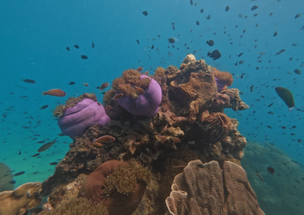 Koh Kood: Snorkeling Speedboat Tour With Lunch and Transfer - Booking Information