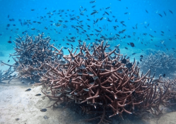 Koh Kood: Snorkeling Speedboat Tour With Lunch and Transfer - Tips for a Great Experience