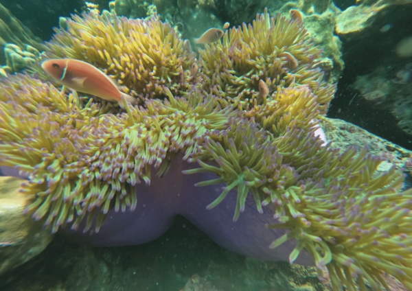 Koh Kood: Snorkeling Speedboat Tour With Lunch and Transfer - Questions You May Have