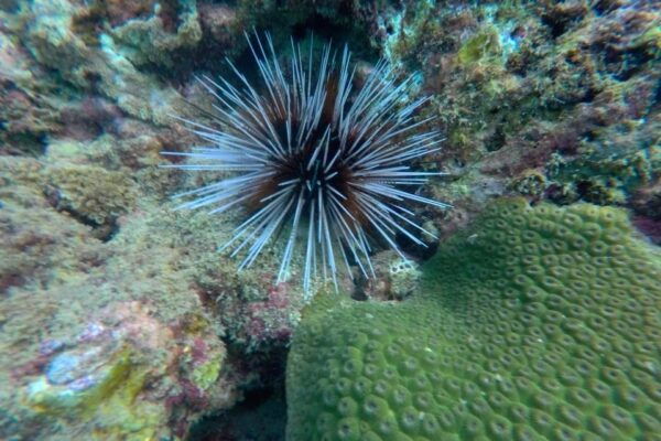 Koh Lanta: 4-Island Adventure Tour to Emerald Cave - Common Questions