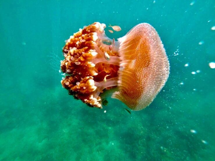 Koh Lanta: 4 Island Tour to Emerald Cave by Longtail Boat - Activity Details and Pickup Information