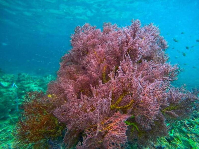 Koh Lanta: 4 Islands and Emerald Cave Snorkeling Trip - The Sum Up