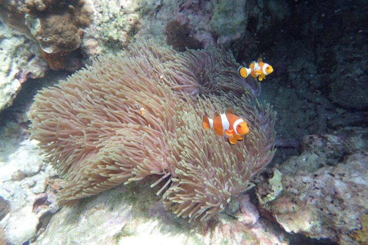 Koh Lanta: Adventure Sea Tour to Koh Rok and Koh Haa - Activity Details