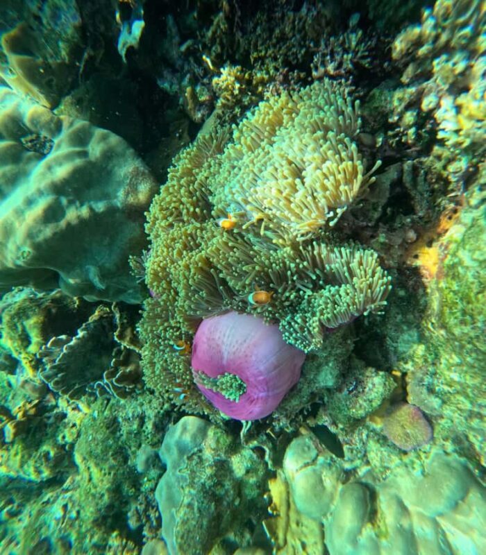 Koh Lanta: Koh Kradan 4 Islands Tour with Lunch & Snorkel - Authentic Experience & Review Insights