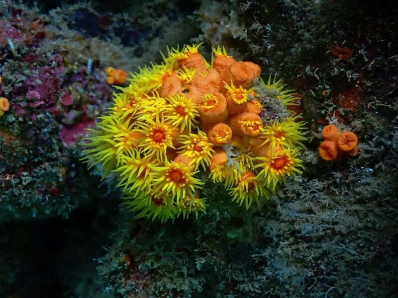 Koh Lanta: Koh Kradan 4 Islands Tour with Lunch & Snorkel - Final Thoughts