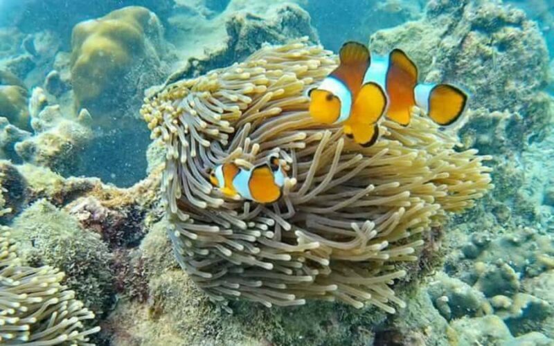 Koh Lanta: Koh Rok and Koh Ha Snorkeling Day Trip - Who Should Consider This Tour?