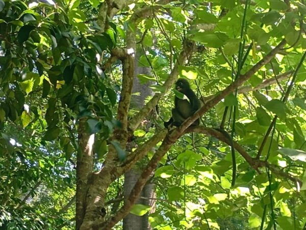 Koh Lanta National Park and Old Town Half Day Tour - Tips for Travelers