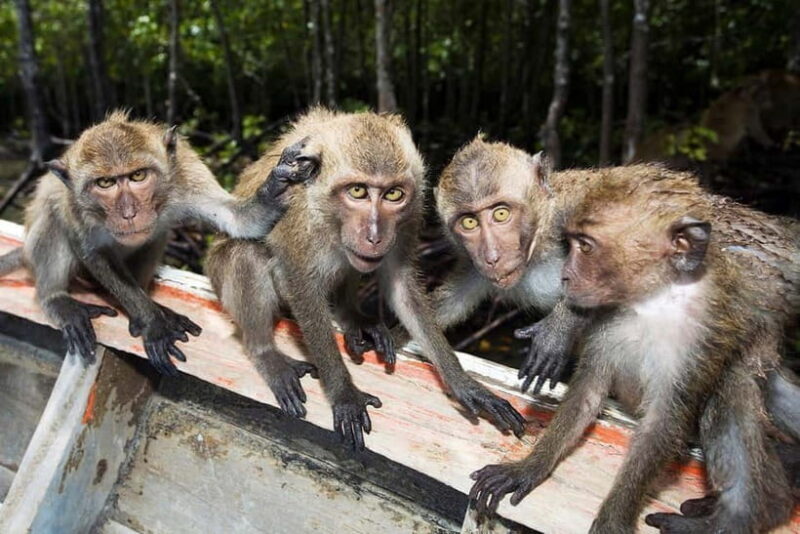 Koh Lanta: Paddle Mangrove Maze & Conquer Sea Cave Secrets - Practical Details & What to Expect