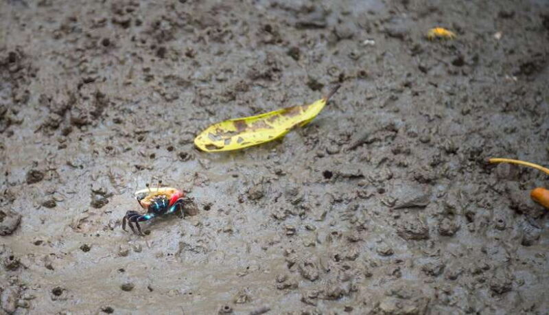 Koh Lanta: Sea Cave Kayaking and Talabeng Island Tour - Who Will Love This Experience?