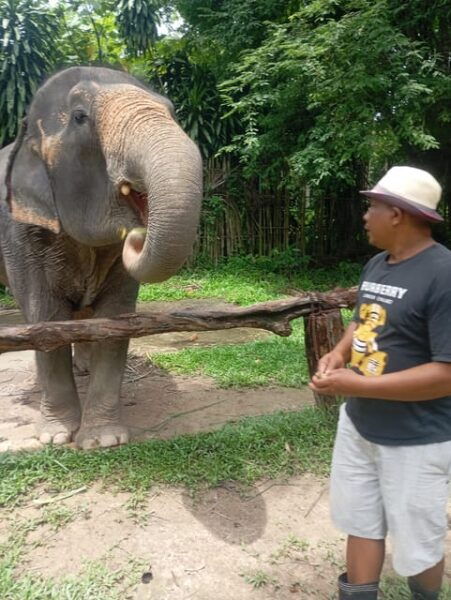 Koh Lanta:Mangrove + Elephant Camp Half Day Tour - Accessibility Features