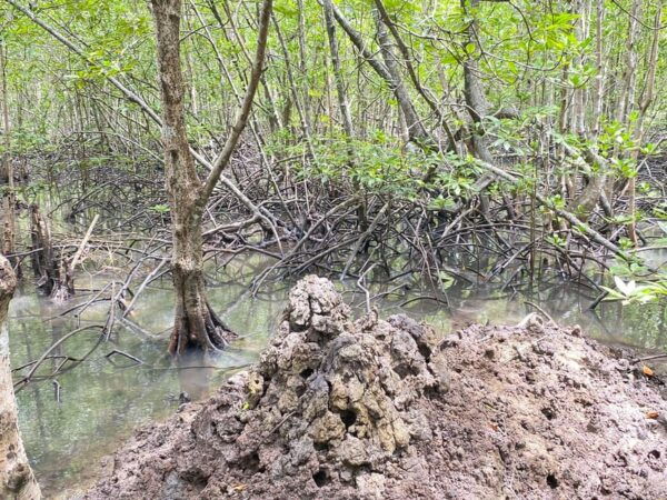 Koh Lanta:Mangrove + Elephant Camp Half Day Tour - Tips for Travelers