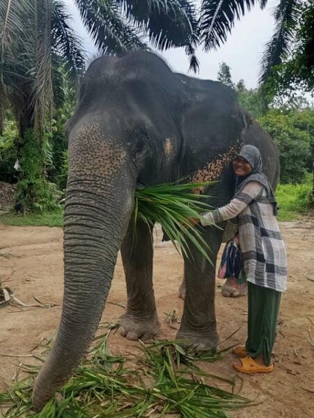Koh Lanta:Mangrove + Elephant Camp Half Day Tour - Questions You May Have