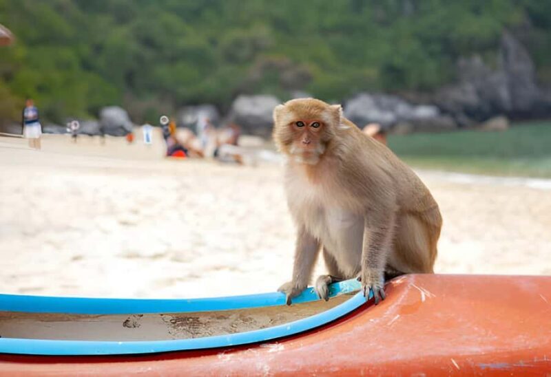 Koh Larn Monkey Beach Guided Tour and Watersports - Nual Beach (Monkey Beach): The Star of the Show